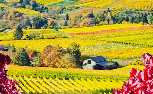 Foto einer Region in Deutschland, das zur Wiederverwendung im Weinsektor beiträgt.